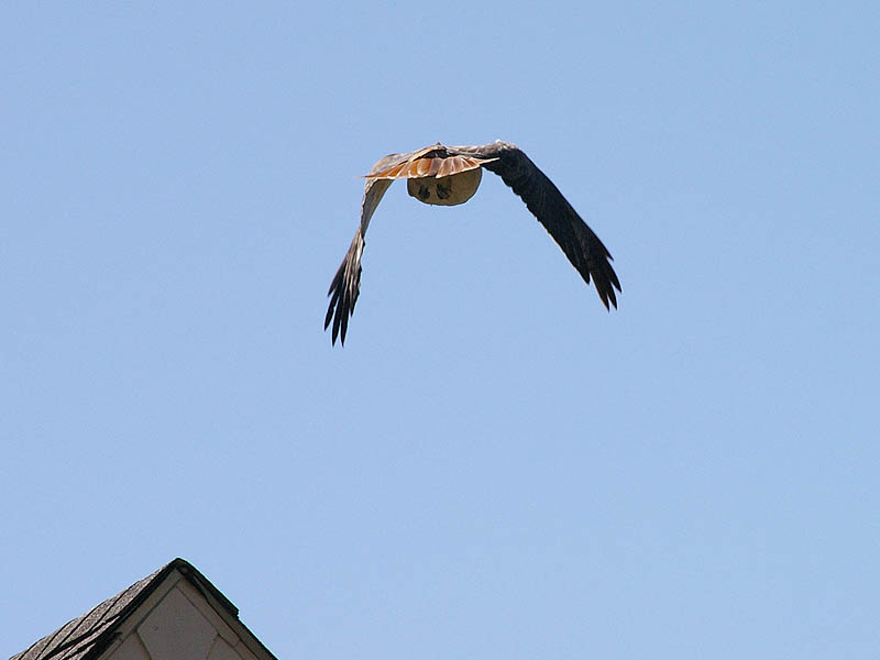 Red-tailed Hawk - Taking Flight002