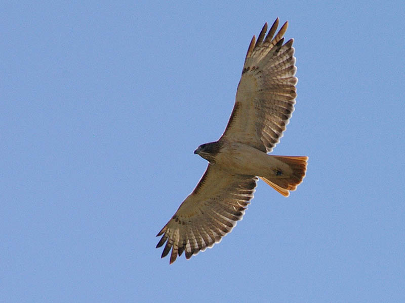 Red-tailed Hawk - Taking Flight003