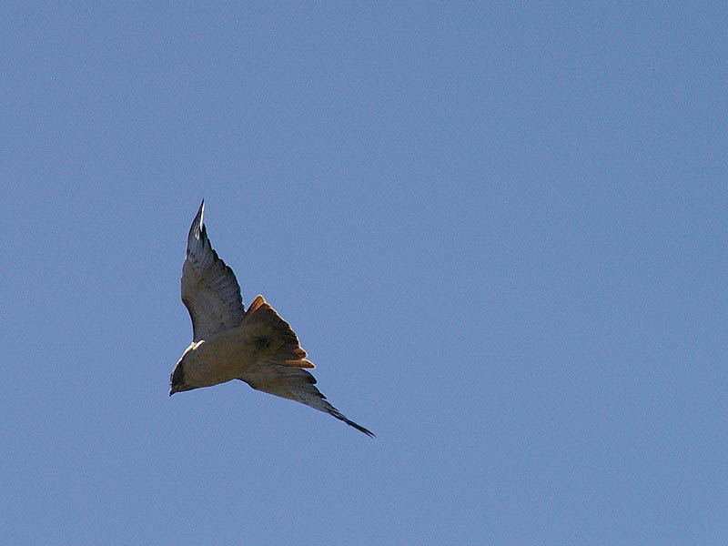 Red-tailed Hawk - Taking Flight