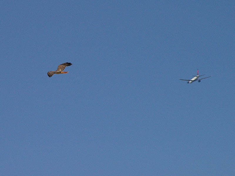 Red-tailed Hawk - Taking Flight05