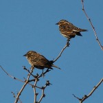 Red-winged Blackbirds - Females