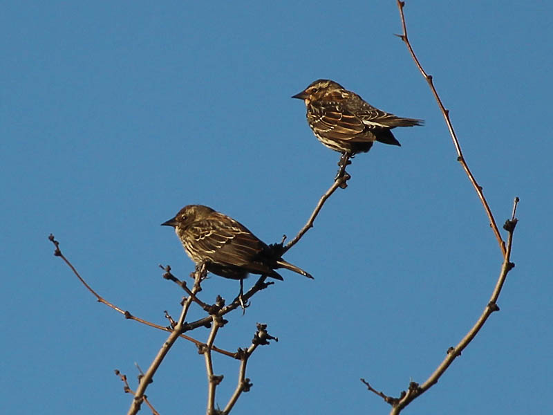 Red-winged Blackbirds - Females