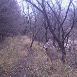 White-tailed Deer - Near Schiff Lake