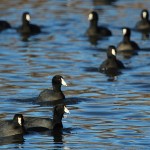 American Coot - Dinner Bell