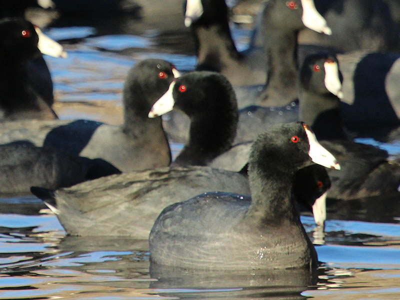 American Coot - Dinner Bell