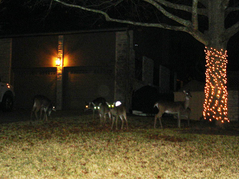 White-tailed Deer in Austin, Texas