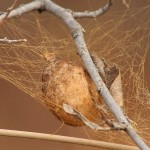 Black and Yellow Garden Spider - Egg Sack
