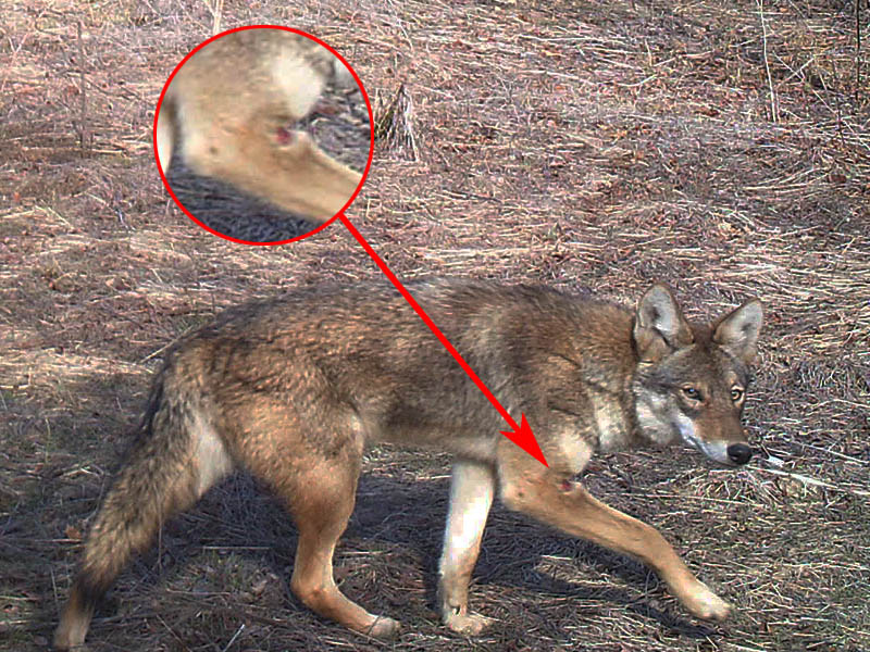 This otherwise healthy looking Coyote has a fairly nasty looking wound on its right front leg.