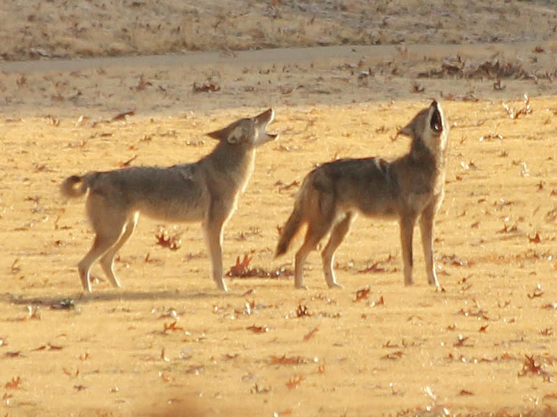 Coyote - Oakridge