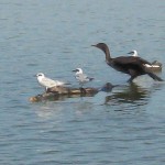 Forster's Tern - Old Photos