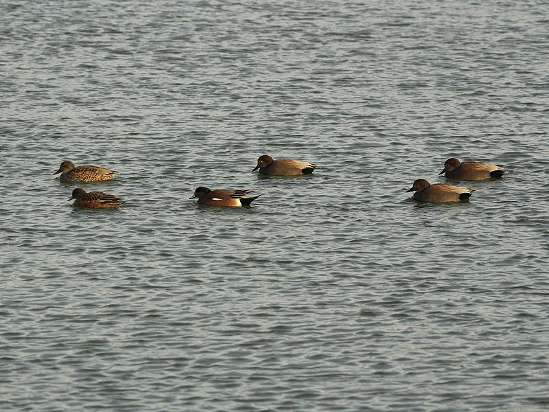 Right to left...  a female Gadwall, a female American Wigeon, a male American Wigeon, and three male Gadwalls.