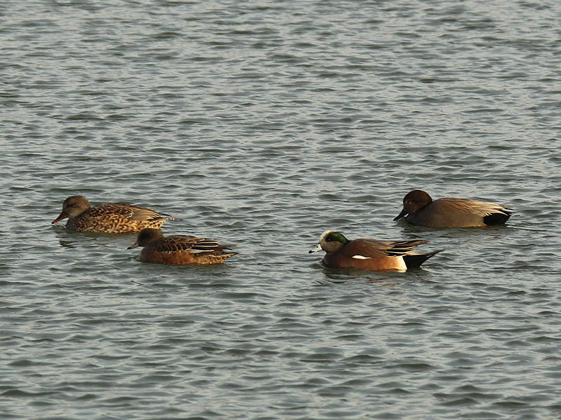 Right to left...  a female Gadwall, a female American Wigeon, a male American Wigeon, and a male Gadwall.