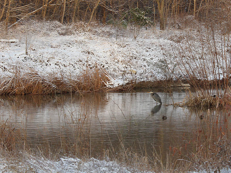 Great Blue Heron - Snow Day