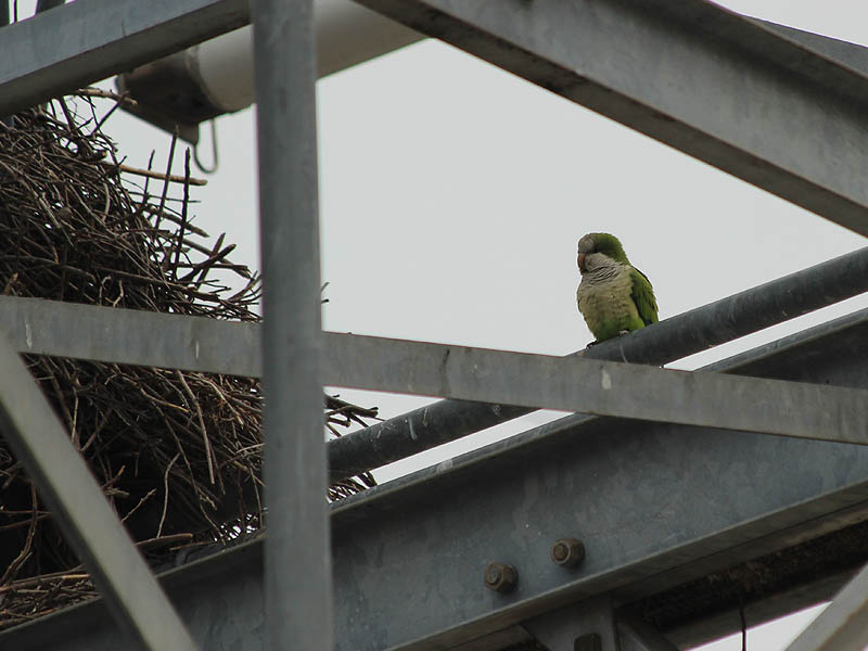 A Monk Parakeet near the entrance to its nest.