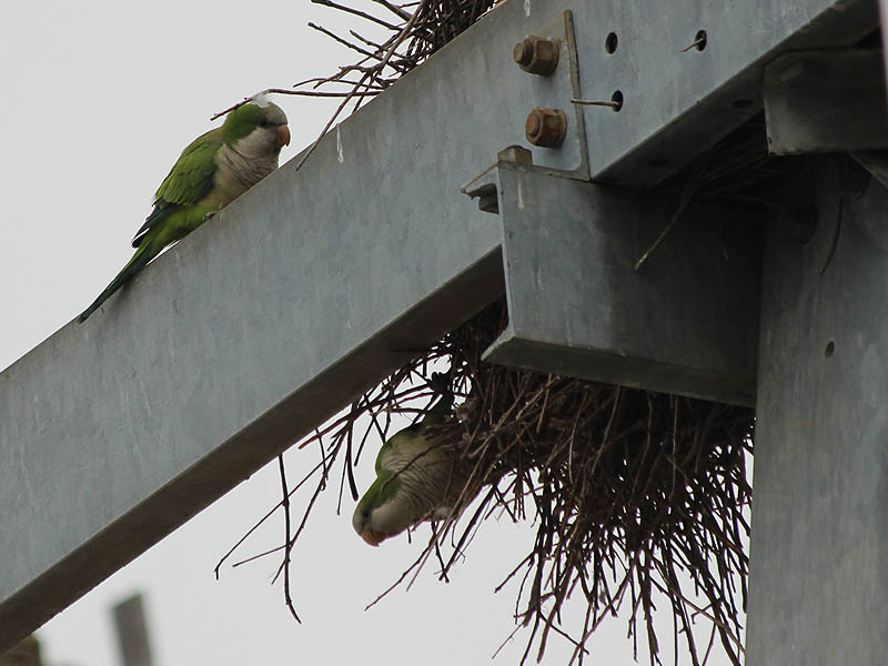 Many of the birds were activity repairing or enlarging their nests.
