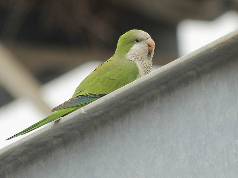 A Monk Parakeet in Richardson, Texas