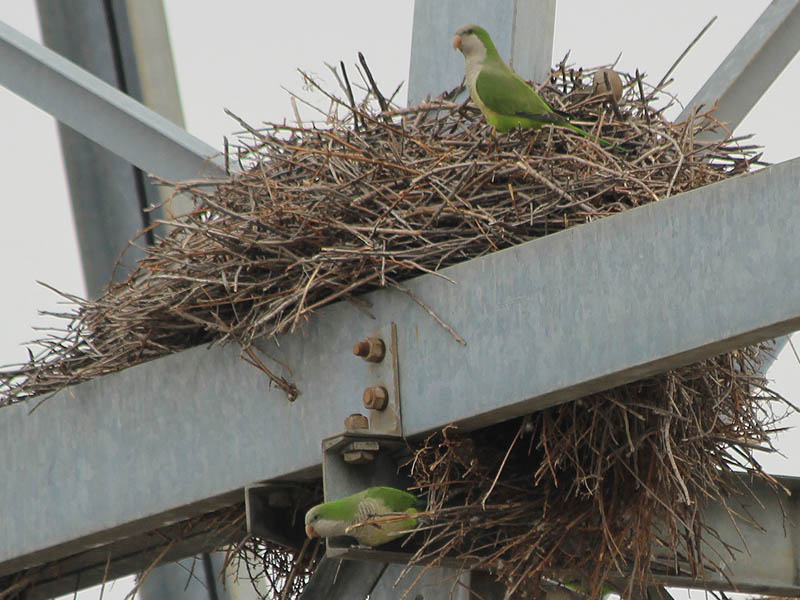 Several birds live in each nest.  They work together to keep the nests in good shape.