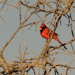 Northern Cardinal - Winter Red