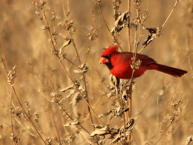 Northern Cardinal - Winter Red