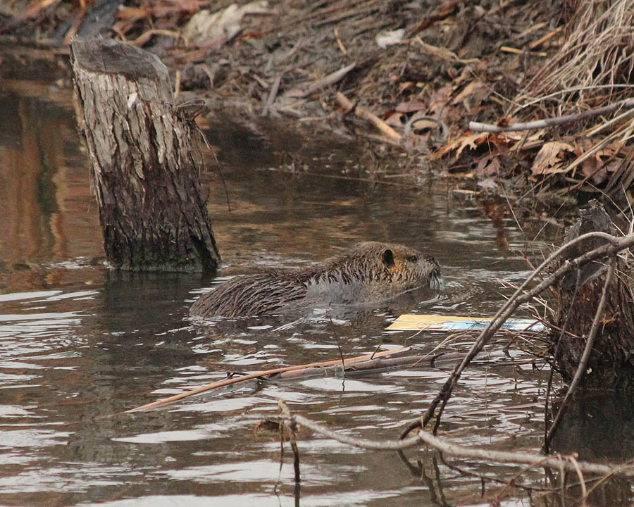 Nutria - In a Beaver Pond