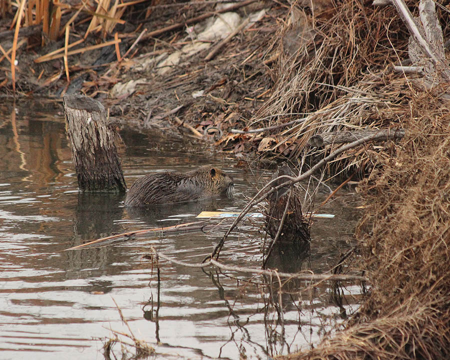 Nutria - In a Beaver Pond