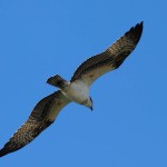 Osprey - Over Castle Hills