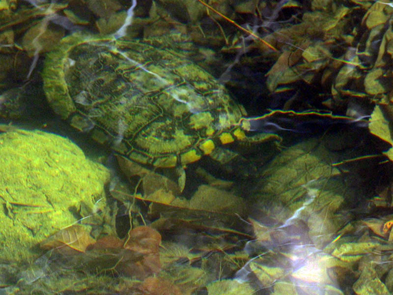 Red-eared Slider - Cold Water