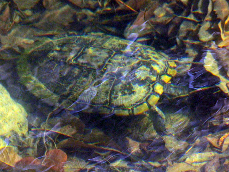 Red-eared Slider - Cold Water