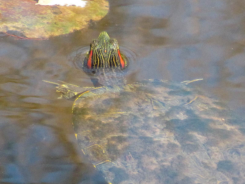 Red-eared Slider - Koi Pond