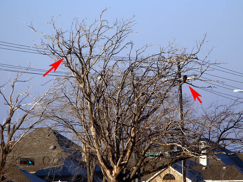 There were two more Red-tailed Hawks in this tree, roughly 100 yards/meters from the other three birds.
