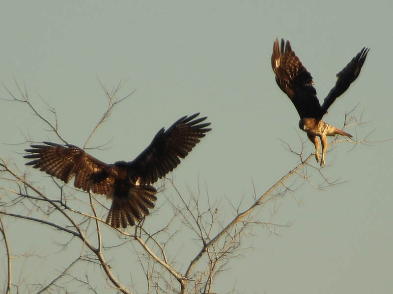 Red-tailed Hawks in Lewisville, Texas.