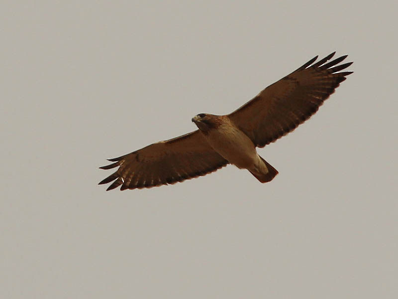 Red-tailed Hawk - Greenbelt