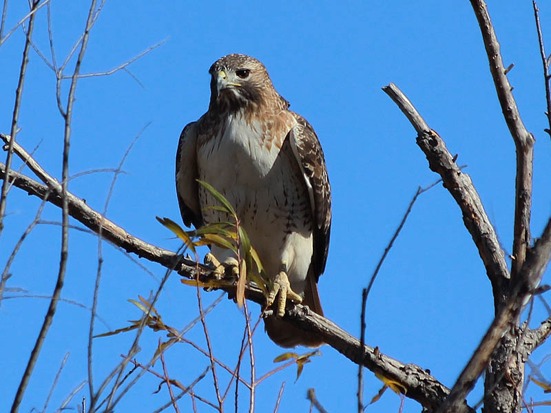 Red-tailed Hawk - Mobile