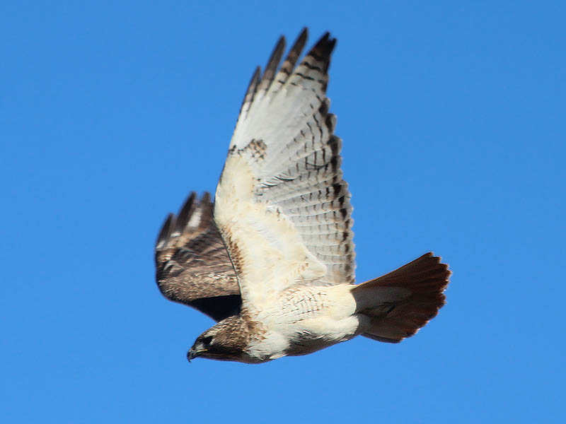 Red-tailed Hawk - Mobile