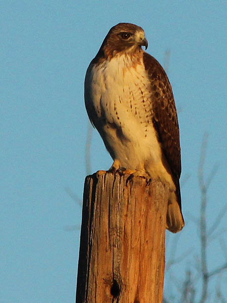 Continuing on his hunting rounds, the Red-tailed Hawk moved to another pole closer to the lake.