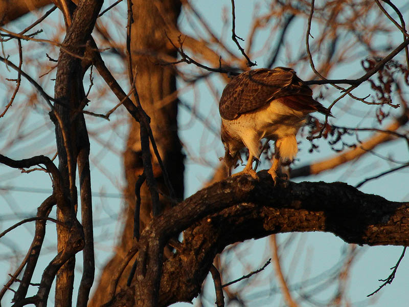 After securing his prey, the hawk moved to a limb in a nearby tree.  Here we could see that he had captured a small mouse.