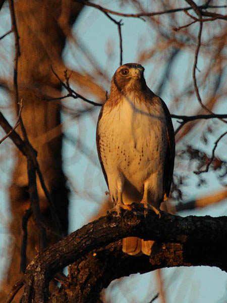 A Red-tailed Hawk at White Rock Lake, Dallas, Texas.