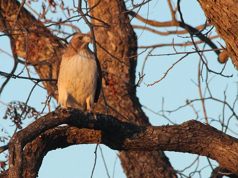 Red-tailed Hawk - Mouse Hunter
