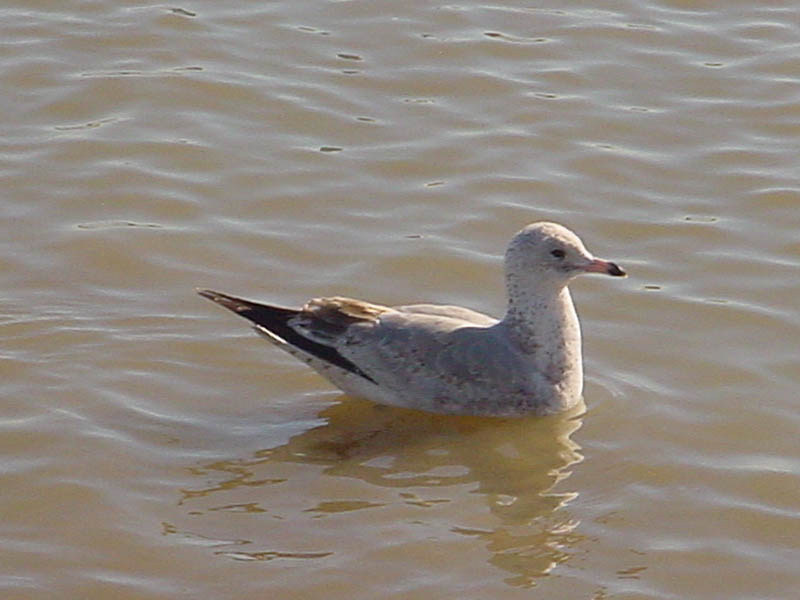 Ring-billed Gull - Woodlake Pond