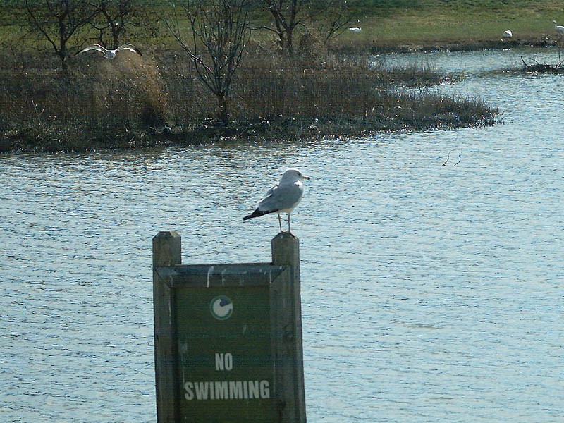 Ring-billed Gull - Woodlake Pond