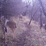 White-tailed Deer - Four