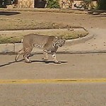 News - Bobcats Roam Carrollton Neighborhood