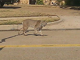 Bobcats Roam Carrollton Neighborhood