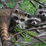 News - Dallas, Plano See Epidemic Levels of Distemper in Raccoons