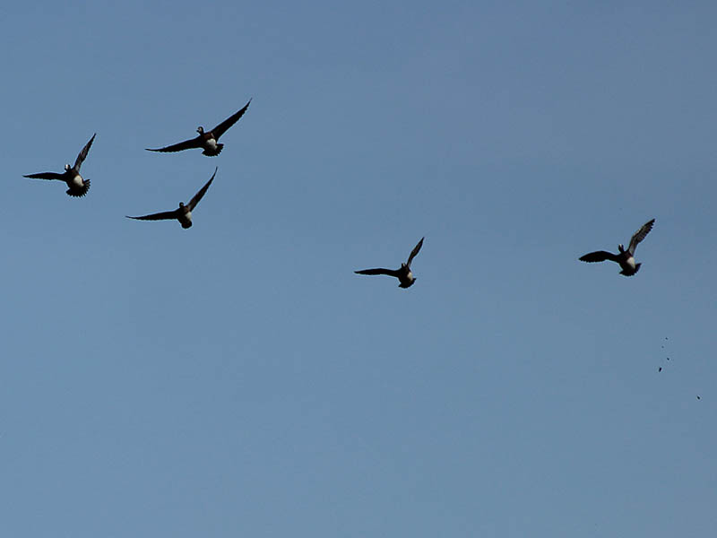 American Wigeon - Flyby