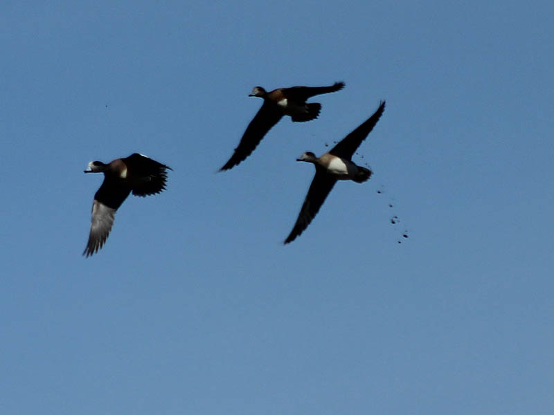 American Wigeon - Flyby