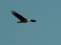 Bald Eagle - Nest Tower Update 2