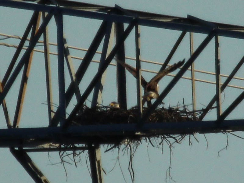 Bald Eagle - Nest Tower Update 2