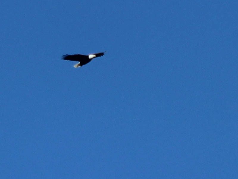 Bald Eagle - Two For One