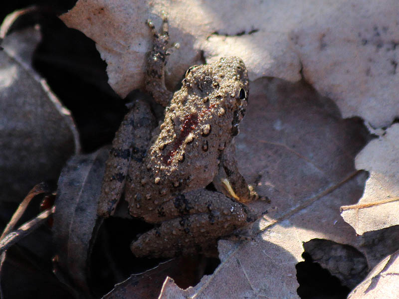 Blanchard's Cricket Frog - Winter Wonder